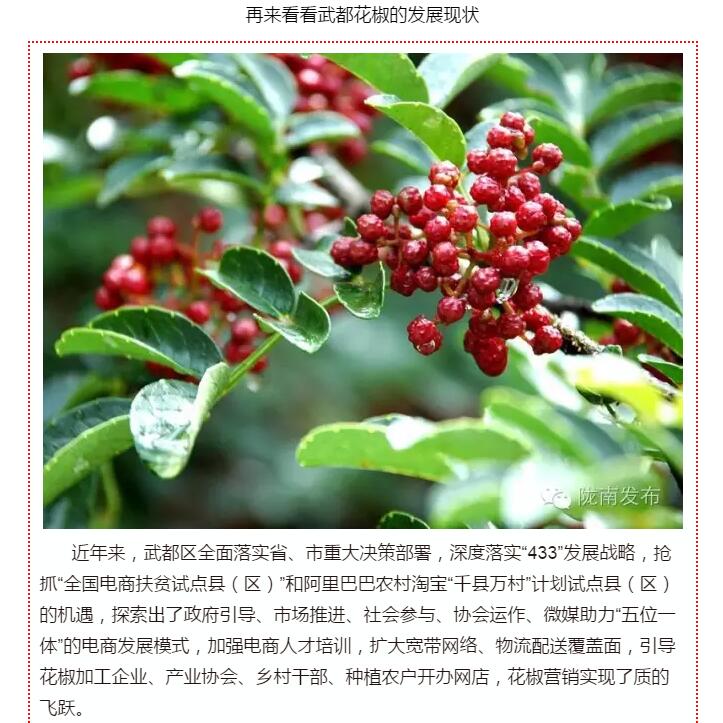 5.28億！一場盛會，武都花椒“火”了